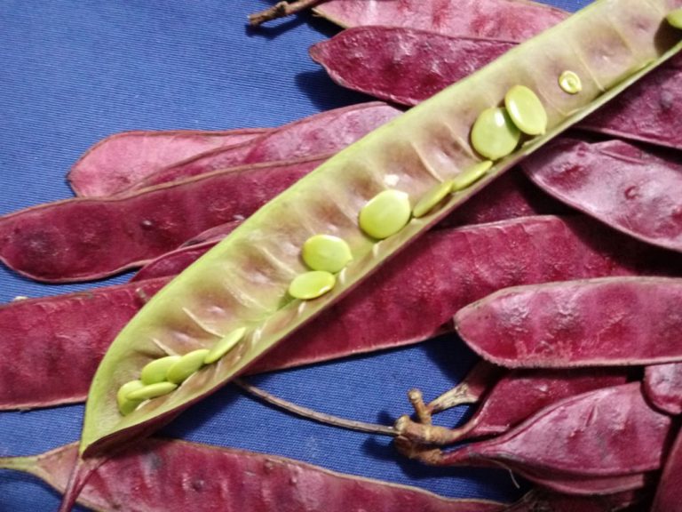 Jaliscocina Los guajes, alimento de familias humildes